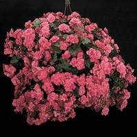 Graines de fleurs BEGONIA ELATIOR CHARISMA F1 (Begonia elatior) - Graineterie A. DUCRETTET
