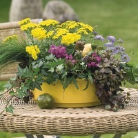 Graines de fleurs ACHILLEE GOLDIE (Achillea tomentosa) - Graineterie A. DUCRETTET