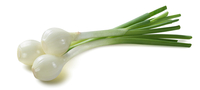 Graines potagères OIGNON ANTARTICA F1 (Allium cepa) - Graineterie A. DUCRETTET