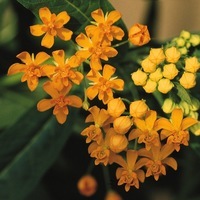 Graines de fleurs ASCLEPIA SILKY (Asclepias currasavica) - Graineterie A. DUCRETTET