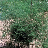 Graines de fleurs ASPARAGUS OFFICINALIS PSEUDOSCABER (Asparagus officinalis pseudoscaber) - Graineterie A. DUCRETTET