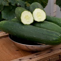 Graines de fleurs CONCOMBRE et COURGETTE de potée PETICUE (Cucumis sativus) - Graineterie A. DUCRETTET