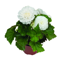  BEGONIA TUBEREUX BEGONIA TUBEREUX-NON STOP MOCCA F1 (Begonia tuberhybrida (ou tuberosa))-blanc, graines enrobées - Graineterie A. DUCRETTET