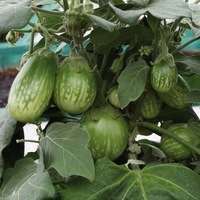 Graines de fleurs AUBERGINE pour potée EMERALD ISLE F1 (Solanum melongena) - Graineterie A. DUCRETTET