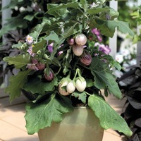 Graines de fleurs AUBERGINE pour potée PINSTRIPE (Solanum melongena) - Graineterie A. DUCRETTET