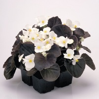 Graines de fleurs BEGONIA SEMPERFLORENS FAST F1 (Begonia semperflorens) - Graineterie A. DUCRETTET