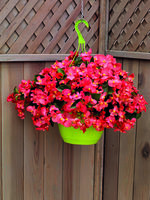 Graines de fleurs BEGONIA SEMPERFLORENS BIG F1 (Begonia semperflorens) - Graineterie A. DUCRETTET
