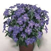Graines de fleurs BROWALLIA SKY BLUE (Browallia viscosa) - Graineterie A. DUCRETTET