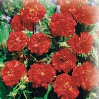 BENOITE BENOITE-BLAZING SUNSET (Geum flora pena)-rouge écarlate - Graineterie A. DUCRETTET