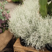 Graines de fleurs CALOCEPHALUS BED HEAD (CALOCEPHALUS) - Graineterie A. DUCRETTET
