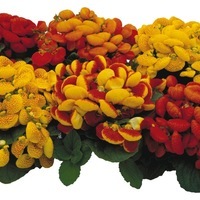 Graines de fleurs CALCEOLAIRE HYBRIDE DAINTY F1 (Calceolaria hybrida) - Graineterie A. DUCRETTET