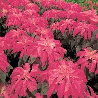 Graines de fleurs AMARANTHE ILLUMINATION (Amaranthus tricolor) - Graineterie A. DUCRETTET
