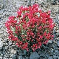  CALANDRINIA CALANDRINIA-CALANDRINIA (Calandrinia umbellata (Portulaceae))-rouge cramoisi - Graineterie A. DUCRETTET