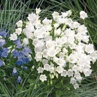 Graines de fleurs CAMPANULE ALPINE BREEZE (Campanula porscharskiana) - Graineterie A. DUCRETTET