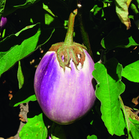  AUBERGINE AUBERGINE-ROTONDA BIANCA SFUMATA DI ROSA (Solanum melongena)-Graines biologiques certifiées - Graineterie A. DUCRETTET