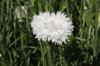  CENTAUREE CENTAUREE-BOY (Centaurea cyanus)-SNOWMAN (blanc pur) - Graineterie A. DUCRETTET