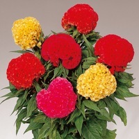 Graines de fleurs CELOSIE CRETE DE COQ CHIEF (Celosia cristata) - Graineterie A. DUCRETTET