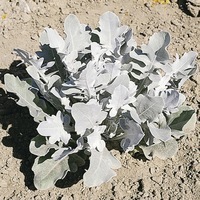  CENTAUREE CENTAUREE-CANDIDISSIMA (Centaurea rutaefolia)-argenté - Graineterie A. DUCRETTET