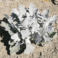 Graines de fleurs CENTAUREE CANDIDISSIMA (Centaurea rutaefolia) - Graineterie A. DUCRETTET