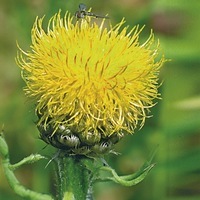 Graines de fleurs CENTAUREE MACROCEPHALA (Centaurea macrocephala) - Graineterie A. DUCRETTET