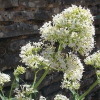  VALERIANE VALERIANE-. (Valeriana officinalis (Centranthus ruber)-blanc pur - Graineterie A. DUCRETTET