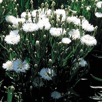 Graines de fleurs CENTAUREE VICTOIRE (CENTAUREA CYANUS) - Graineterie A. DUCRETTET