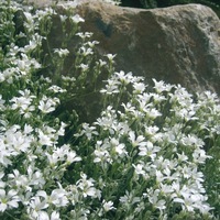  CERAISTE CERAISTE-TAPIS D'ARGENT (Cerastium tomentosum)-blanc - Graineterie A. DUCRETTET