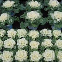 Graines de fleurs CHOU D'ORNEMENT NAGOYA F1 (Brassica) - Graineterie A. DUCRETTET