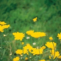  CHRYSANTHEME DES MOISSONS CHRYSANTHEME DES MOISSONS-HELIOS (Chrysanthemum segetum)-jaune d'or - Graineterie A. DUCRETTET