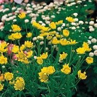 Graines de fleurs CHRYSANTHEME MULTICAULE GOBLIN (Chrysanthemum multicaulis (coleostephus)) - Graineterie A. DUCRETTET