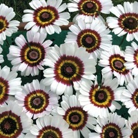 Graines de fleurs CHRYSANTHEME A CARENE OEIL DE CHOUETTE (Chrysanthemum carinatum) - Graineterie A. DUCRETTET