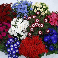 Graines de fleurs CINERAIRE DES RAMEAUX Race MOLL (Pericallis cruenta ou Cineraria senecio) - Graineterie A. DUCRETTET