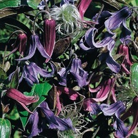 Graines de fleurs CLEMATIS BELLS (Clematis intergrifolia) - Graineterie A. DUCRETTET