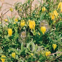 Graines de fleurs CLEMATIS RADAR LOVE (Clematis tangutica) - Graineterie A. DUCRETTET