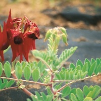  CLIANTHUS CLIANTHUS-CLIANTHUS (Clianthus formosus ou Swainsona formosa)-rouge cramoisi noir - Graineterie A. DUCRETTET