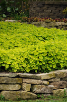 Graines de fleurs COLEUS PREMIER SUN (Solenostemon scutellarioides) - Graineterie A. DUCRETTET