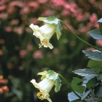 Graines de fleurs COBEE COBEE (Cobea scandens) - Graineterie A. DUCRETTET
