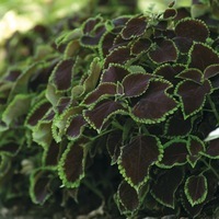  COLEUS COLEUS-PREMIER SUN (Solenostemon scutellarioides)-Chocolate mint - Graineterie A. DUCRETTET