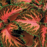  COLEUS COLEUS-WIZARD (Solenostemon scutellarioides)-rouge veiné, bord vert - Graineterie A. DUCRETTET