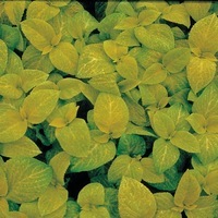  COLEUS COLEUS-WIZARD (Solenostemon scutellarioides)-Golden (jaune bord vert) - Graineterie A. DUCRETTET