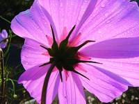  COSMOS BIPINNATA COSMOS BIPINNATA-VERSAILLES (Cosmos bipinnata)-blanc rosé à oeil - Graineterie A. DUCRETTET
