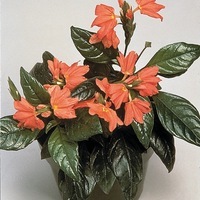 Graines de fleurs CROSSANDRA TROPIC (Crossandra undulaefolia) - Graineterie A. DUCRETTET