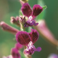  CUPHEA CUPHEA-LANCEOLATA (Cuphea lanceolata)-violet et rose foncé - Graineterie A. DUCRETTET
