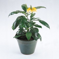  CROSSANDRA CROSSANDRA-TROPIC (Crossandra undulaefolia)-Yellow Splash (Jaune vif) - Graineterie A. DUCRETTET