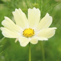 Graines de fleurs COSMOS BIPINNATA VANILLE (Cosmos bipinnata) - Graineterie A. DUCRETTET