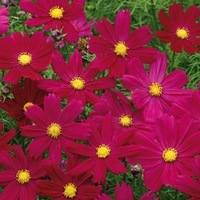 Graines de fleurs COSMOS BIPINNATA COSIMO (Cosmos bipinnata) - Graineterie A. DUCRETTET