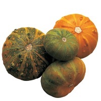 Graines potagères COLOQUINTES A PETITS FRUITS FLAT STRIPED - Graineterie A. DUCRETTET