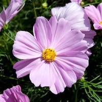 Graines de fleurs COSMOS BIPINNATA APOLLO (Cosmos bipinnata) - Graineterie A. DUCRETTET