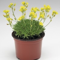 Graines de fleurs DRABA NAPOLEON (Draba aizoides) - Graineterie A. DUCRETTET