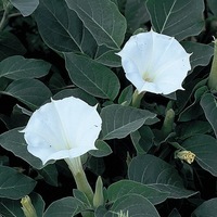 Graines de fleurs DATURA BELLE BLANCHE (Datura metel) - Graineterie A. DUCRETTET